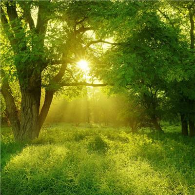 帝一娱乐下载手机版